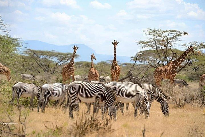 Ngorongoro 5 Day Private Tour with Transportation