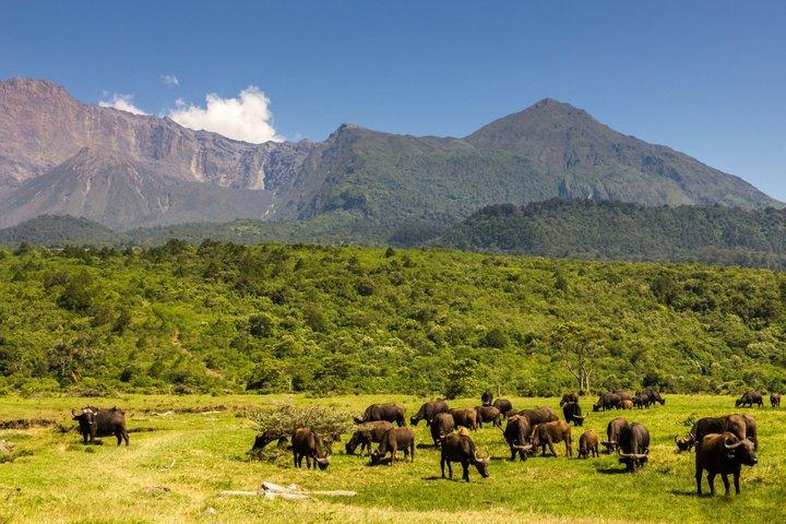 Arusha National Park Full-Day Safari