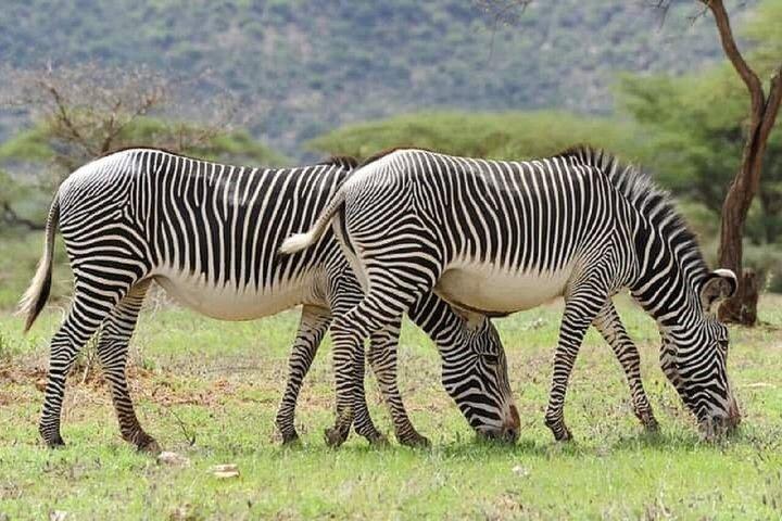 Nairobi: 3 Day Private Safari to Samburu National Reserve