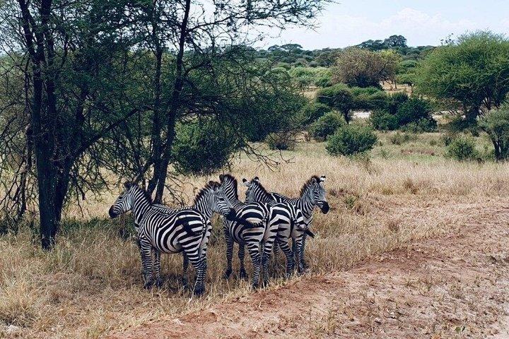 4 Day Safari Adventure Tarangire Serengeti and Ngorongoro