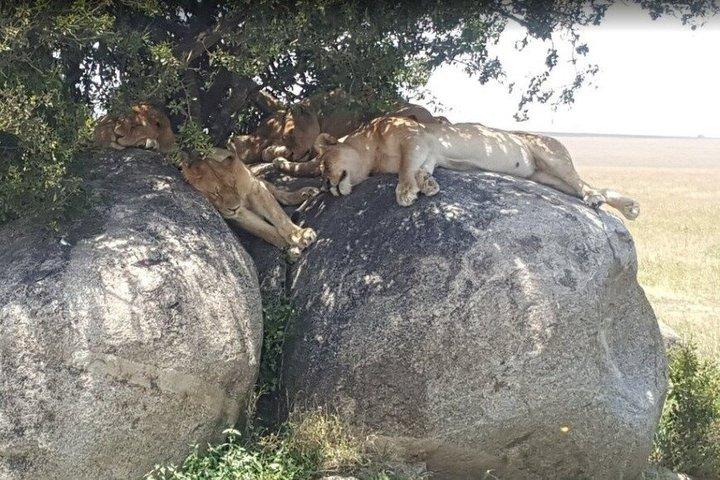 4 Day Safari Adventure Tarangire Serengeti and Ngorongoro