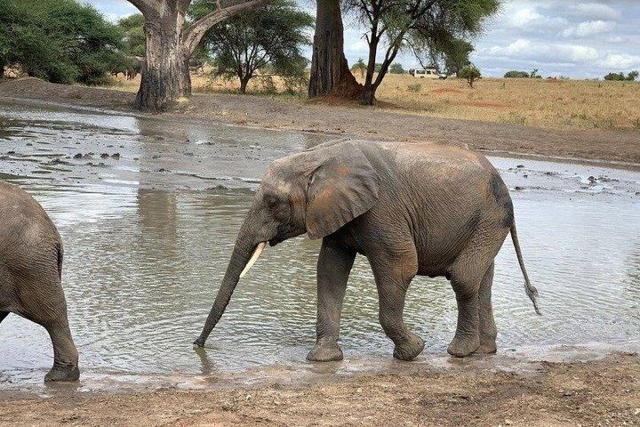 4 Day Safari Adventure Tarangire Serengeti and Ngorongoro