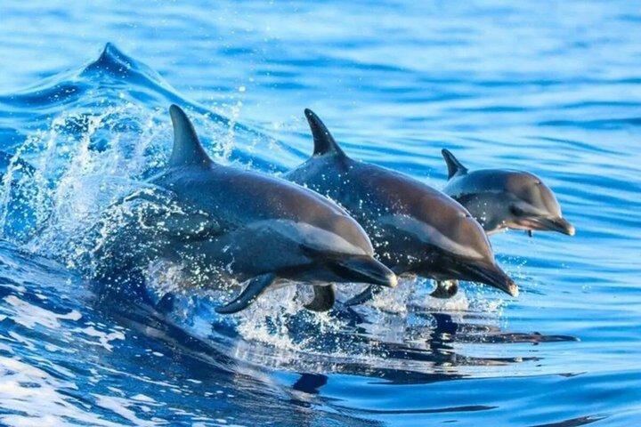 Mnemba Island Snorkeling & Dolphin Watching Tour in Zanzibar