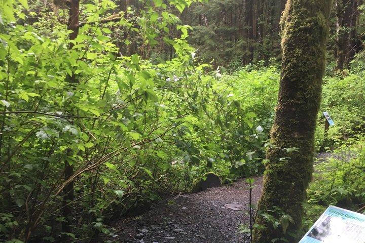 Ketchikan Town Tour, Totem Heritage Center & Trail Hike Combo