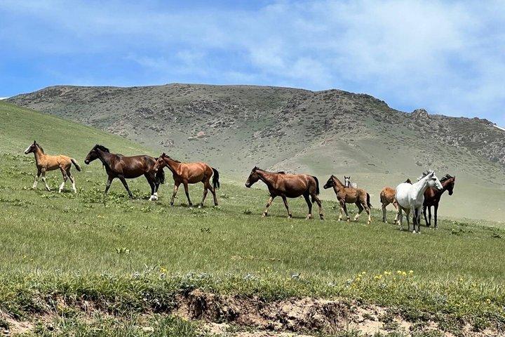 Assy Plateau and Turgen Waterfall Day Tour from Almaty