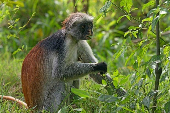 Wildlife of the Jozani Forest with Rock Restaurant Experience