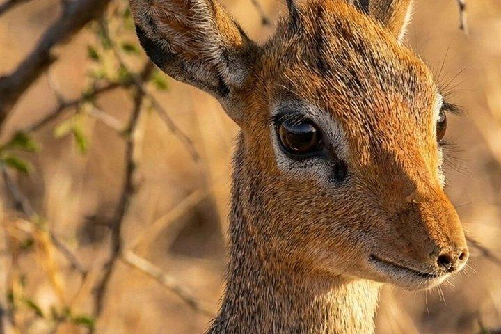 Wildlife of the Jozani Forest with Rock Restaurant Experience