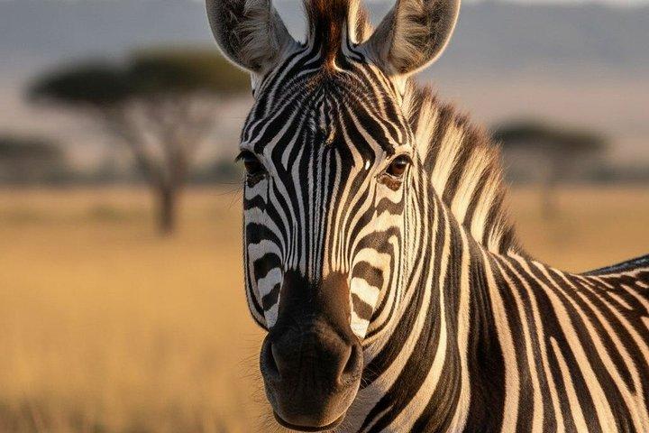 Wildlife of the Jozani Forest with Rock Restaurant Experience