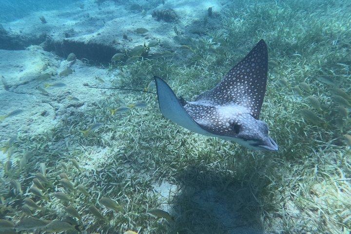 Vieques Turtle & Reef Snorkeling Tour + Snacks & Free Photos