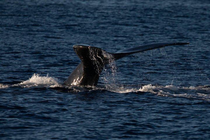 San Francisco Whale Watching Cruise from Fisherman's Wharf