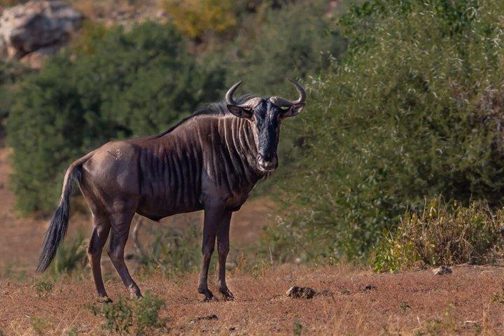 Mapesu Private Game Reserve Walking Safari