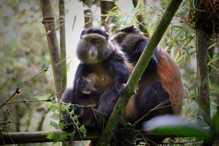 One Day Golden Monkey Trekking in Volcanoes National Park