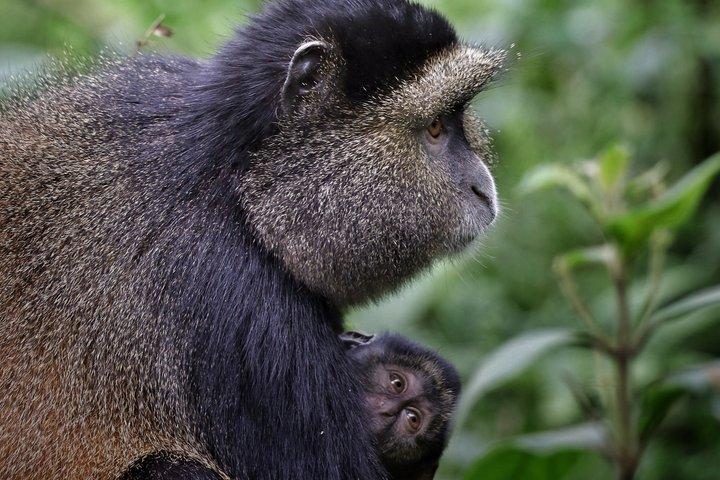 One Day Golden Monkey Trekking in Volcanoes National Park