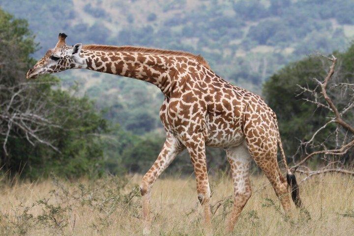 One Day Akagera National Park Big Five Safari