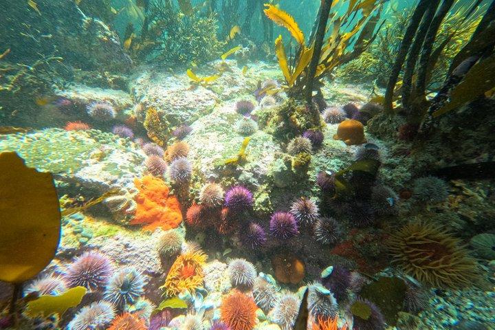 Blue Safari Kelp and Snorkeling Experience