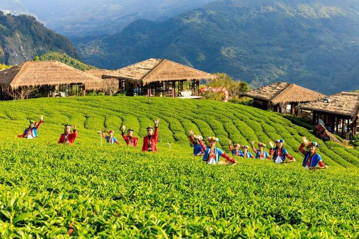From Taichung/Kaohsiung/Chiayi：Alishan Hidden Gems Private Tour
