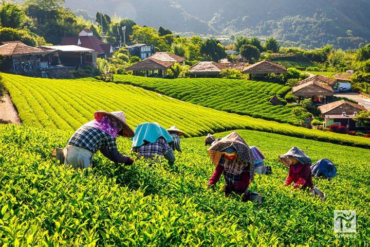 From Taichung/Kaohsiung/Chiayi：Alishan Hidden Gems Private Tour