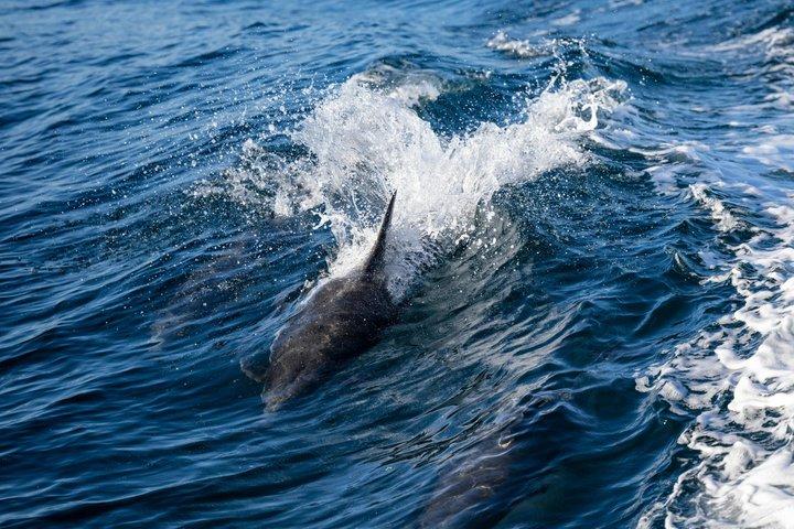 Dolphin Watching Boat Tour in Hvar with lunch and drinks unlimit