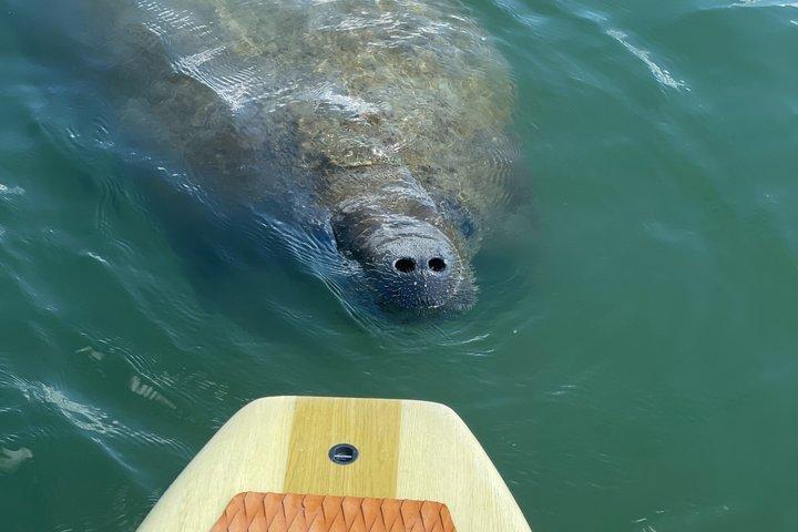 Port Canaveral Kayak Tour Dolphins and Manatees Near Cruise Port