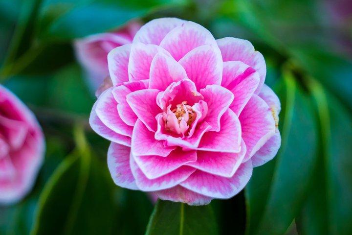 Butchart Gardens and Victoria Tour from Vancouver