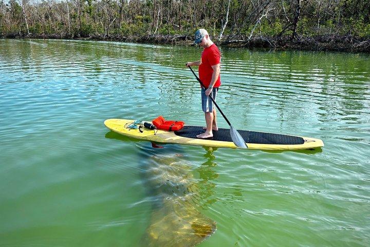 Daytona Beach Dolphin & Manatee Tour – Paddleboard or Kayak
