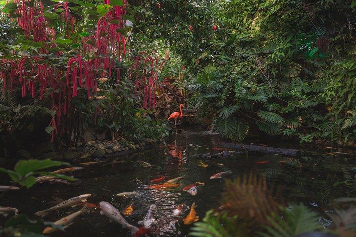 Victoria Butterfly Gardens Ticket