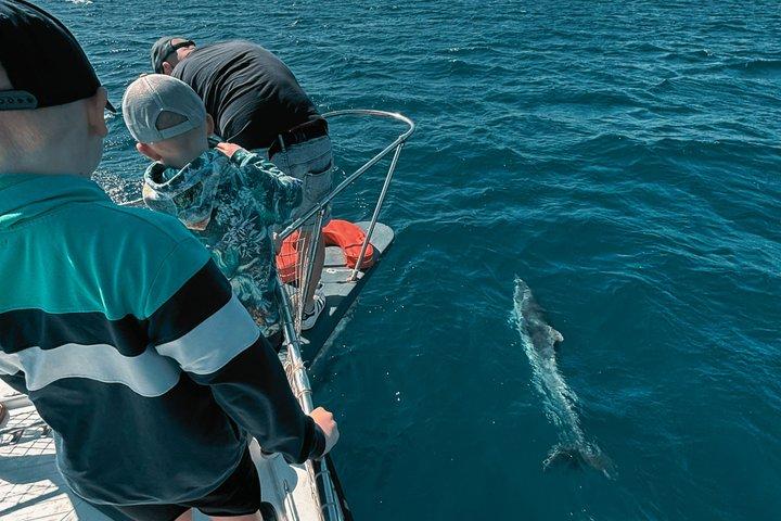 Estepona Boat Cruise: Dolphin Search, Swim, Drinks & Snacks