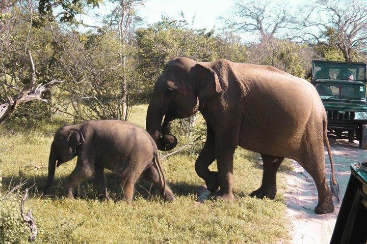 Yala National Park Private Safari