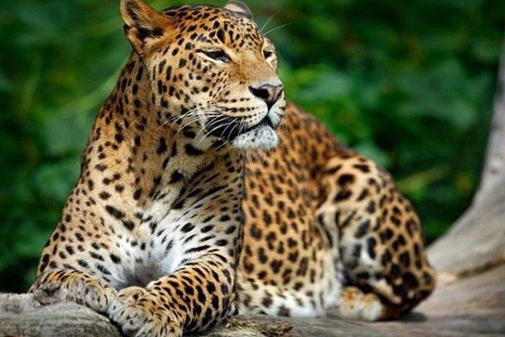 Yala National Park Private Safari