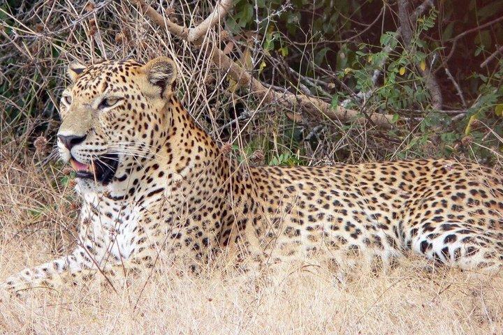 Yala National Park Private Safari