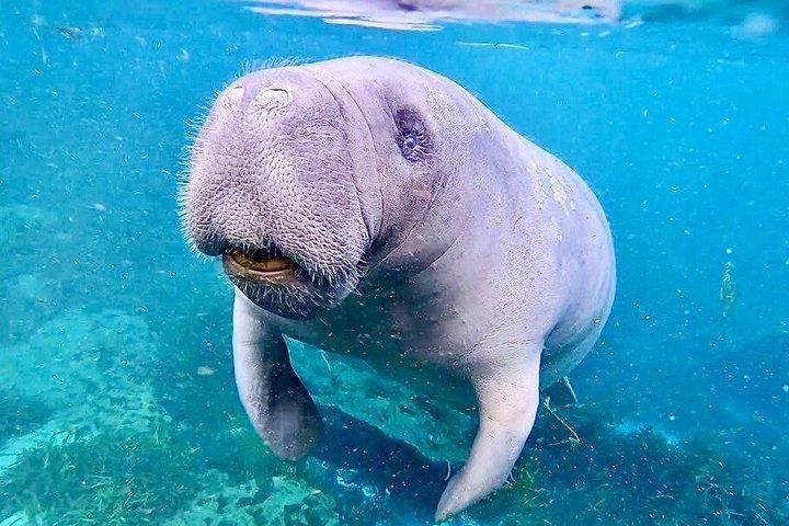 Silver Springs Clear Kayak Tour – Manatees & Monkeys Tour