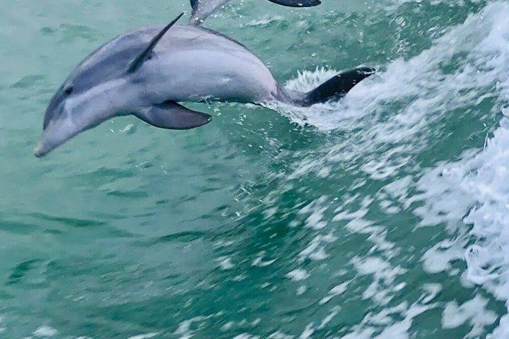 5 PM Golden Hour Dolphin Watch