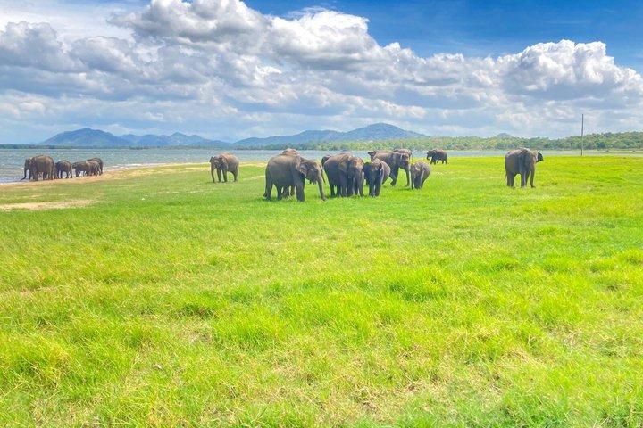 Jeep Safari Wildlife Tour in Minneriya and Kaudulla
