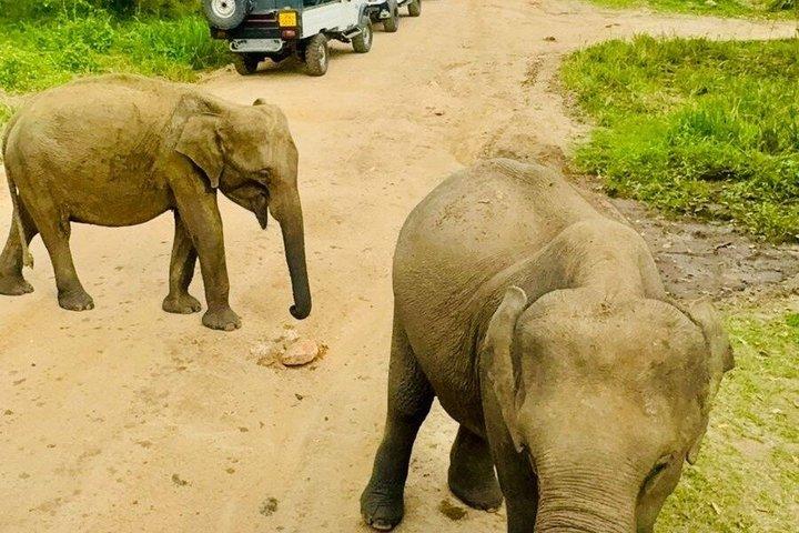 Jeep Safari Wildlife Tour in Minneriya and Kaudulla