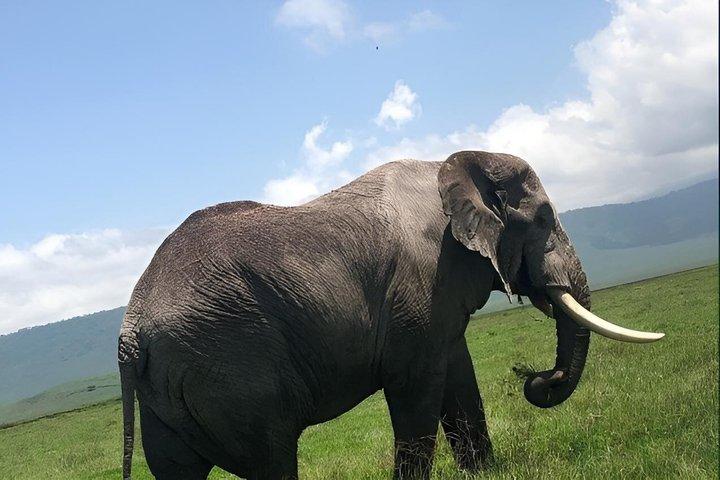 2 Day Safari in Tarangire National Park and Ngorongoro Crater