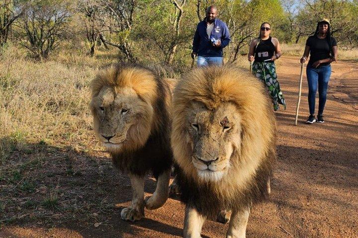 Lion Walk Guided Tour Adventure