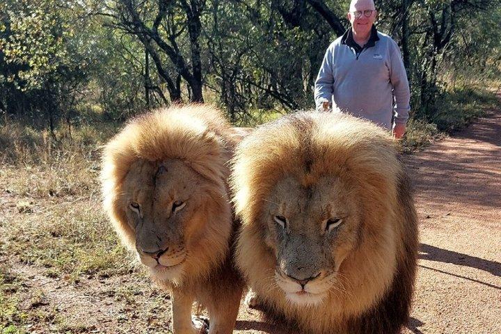 Lion Walk Guided Tour Adventure