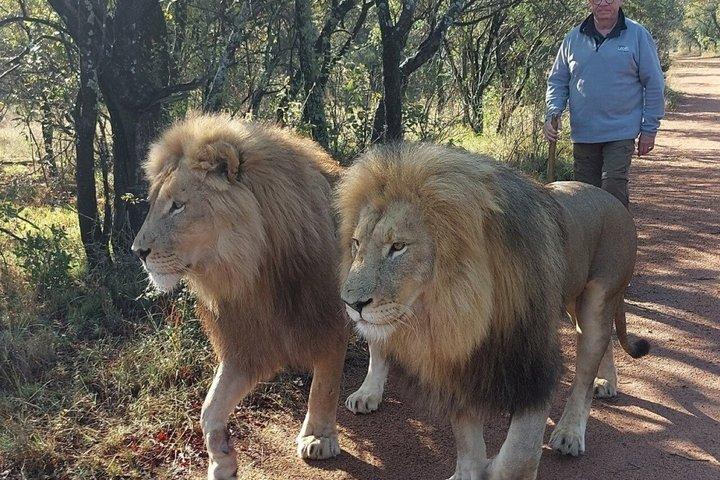 Lion Walk Guided Tour Adventure