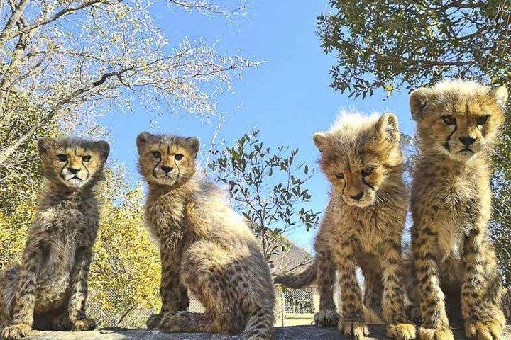 Lion Walk Guided Tour Adventure