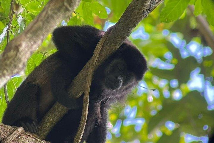 Manuel Antonio National Park Guided Wildlife Tour