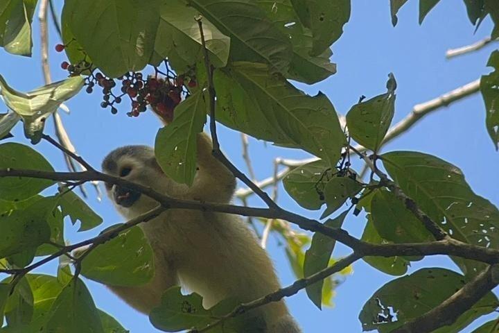 Manuel Antonio National Park Guided Wildlife Tour