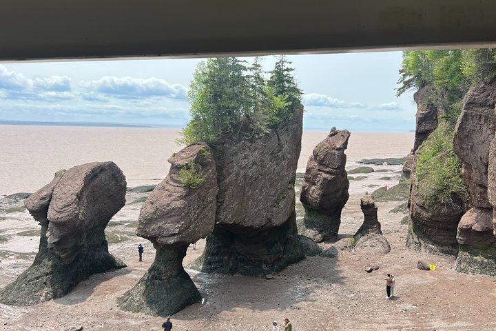 Saint John (NB) Bay of Fundy and Hopewell Rocks Private Tour
