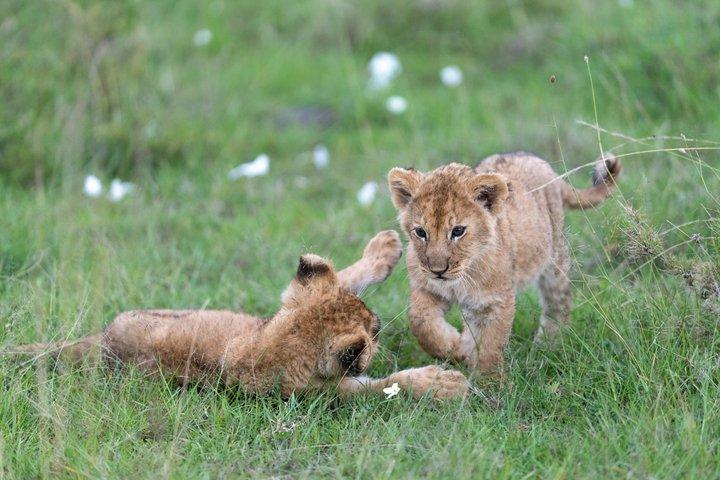 4 Day Safari in Tarangire to Serengeti and Ngorongoro Crater