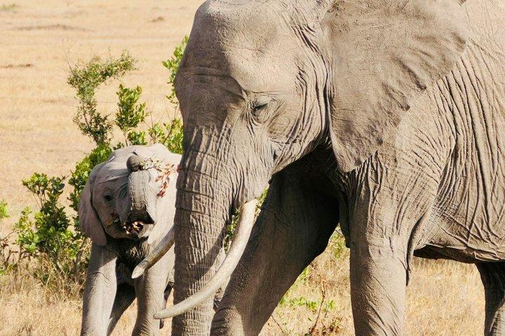 4 Day Safari in Tarangire to Serengeti and Ngorongoro Crater