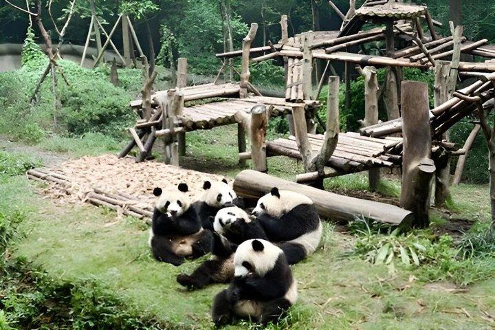 Chengdu Panda Base and City Highlights Private Tour