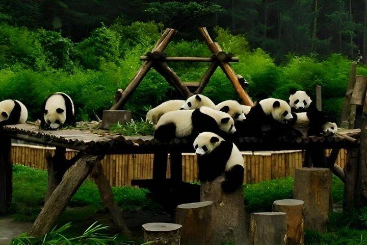 Chengdu Panda Base and City Highlights Private Tour