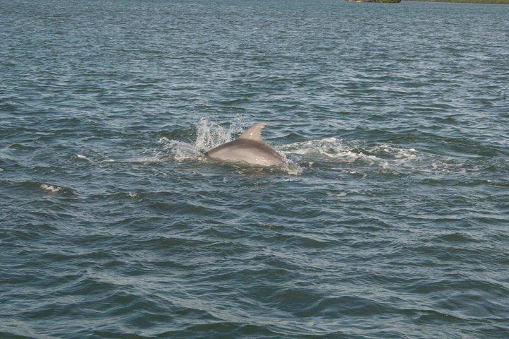 Cocoa Beach Dolphin and Wildlife Eco Activity
