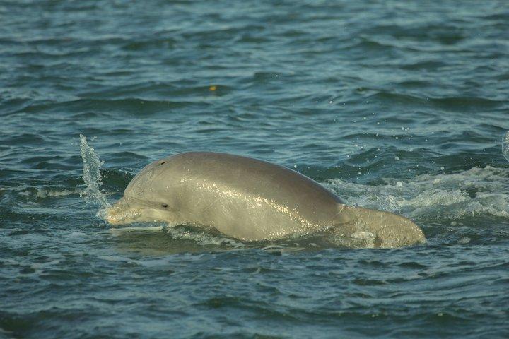Cocoa Beach Dolphin and Wildlife Eco Activity