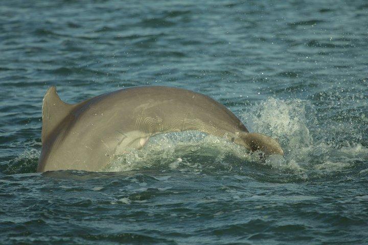 Cocoa Beach Dolphin and Wildlife Eco Activity