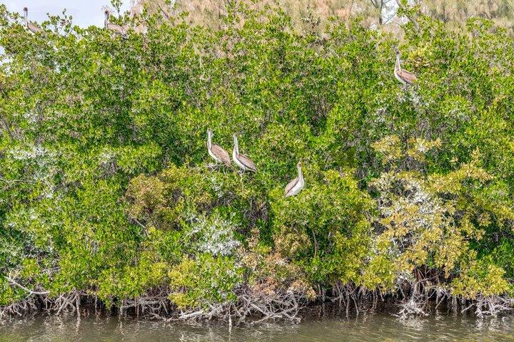 Cocoa Beach Dolphin and Wildlife Eco Activity